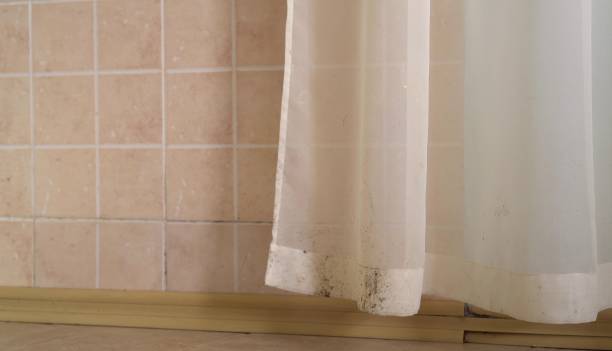 Best Black Mold Removal  in Marion, NC