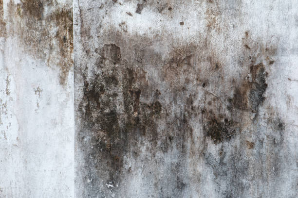 Best Real Estate Mold Inspection  in Marion, NC