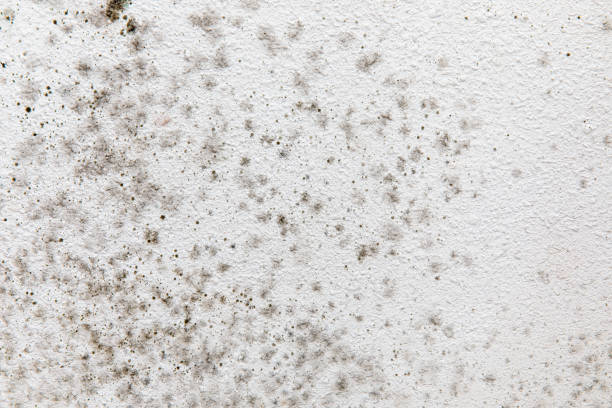 Best Industrial Mold Remediation  in Marion, NC